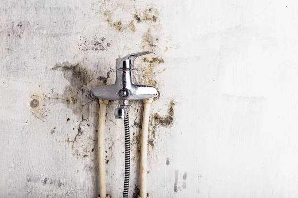 Best Same-Day Mold Removal  in Warren, OR