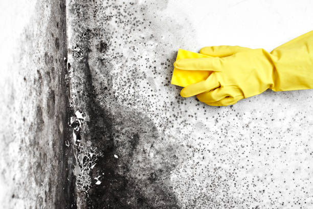 Best Crawl Space Mold Removal  in Warren, OR