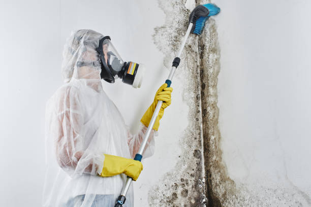 Best Toxic Mold Removal  in Warren, OR