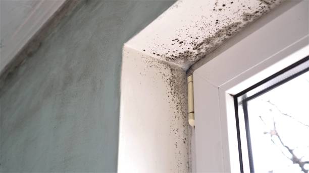 Best Home Mold Removal  in Warren, OR