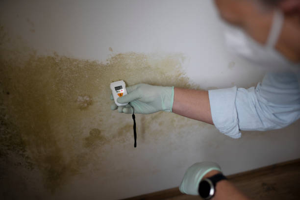 Best Certified Mold Removal  in Warren, OR