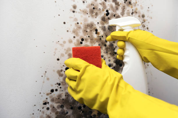 Best Mold Removal Company Near Me  in Warren, OR