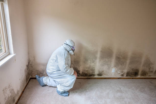Best Fast Mold Removal  in Warren, OR