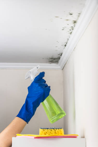 Best Black Mold Removal  in Warren, OR